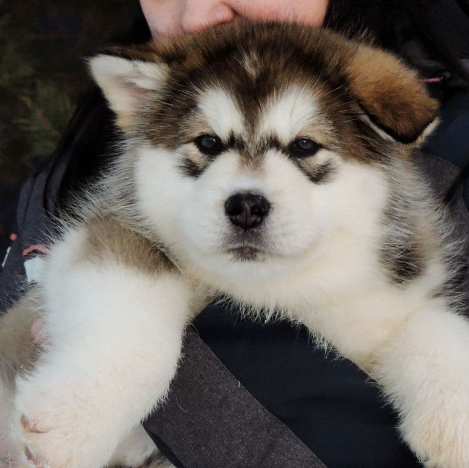 Alaskan Malamute puppies for sale