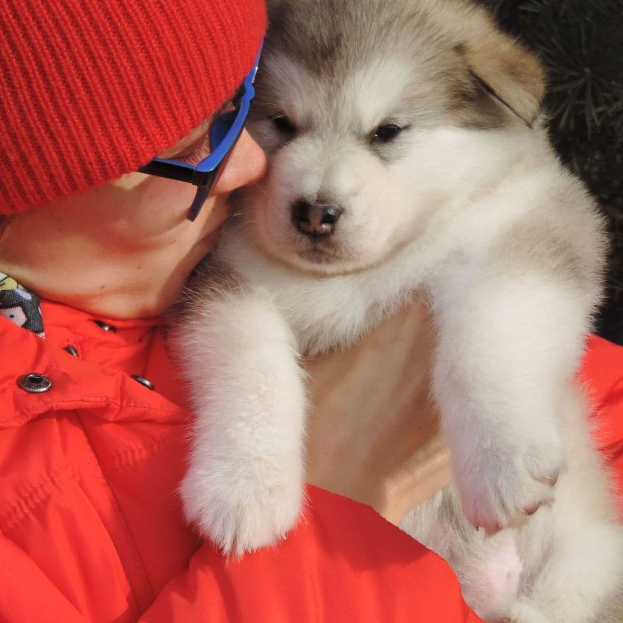Alaskan Malamute puppies for sale