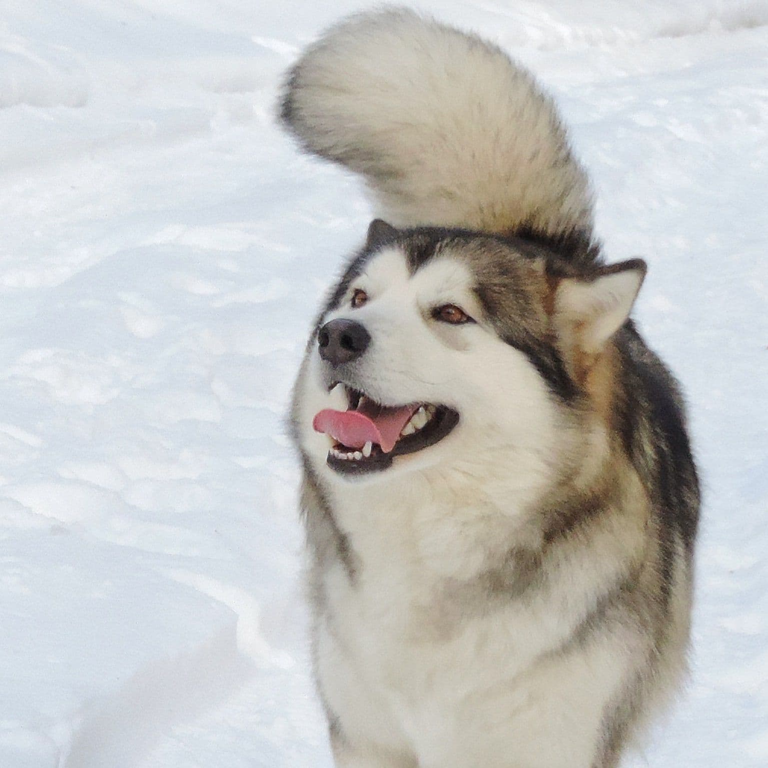 Malamute de Alaska