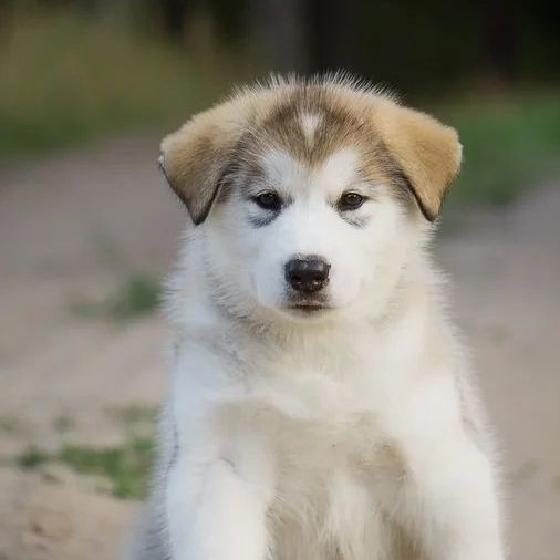 Alaskan Malamute puppies for sale