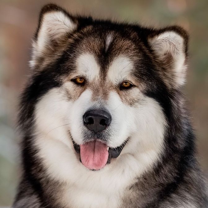 Sumerechnyy Volk Werewolf  From Quileute