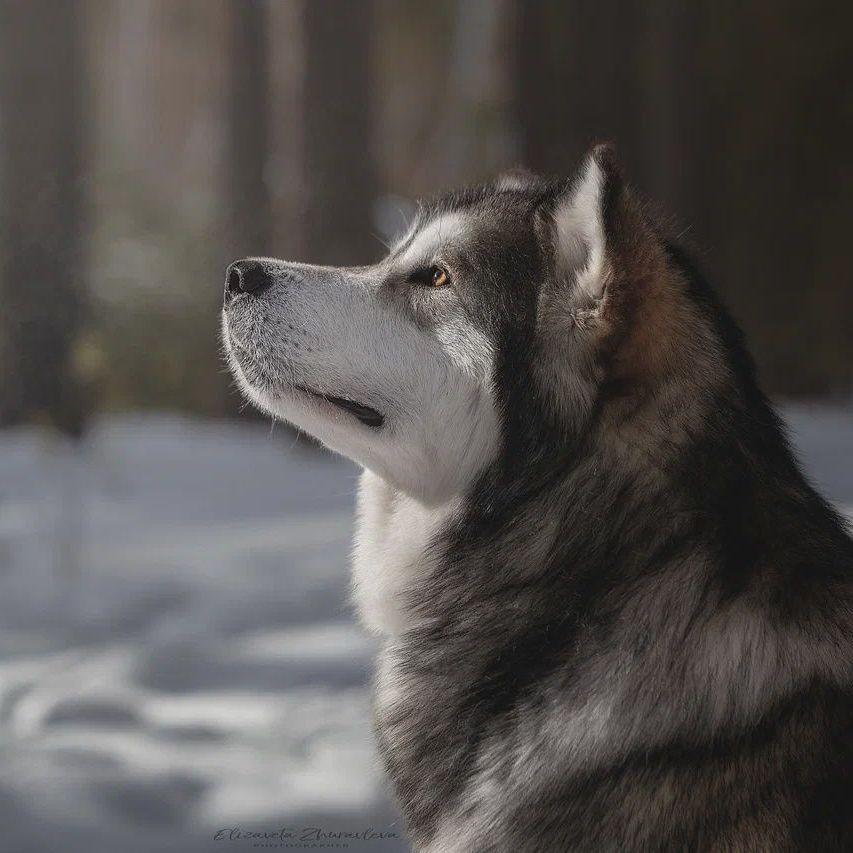 Malamute de Alaska