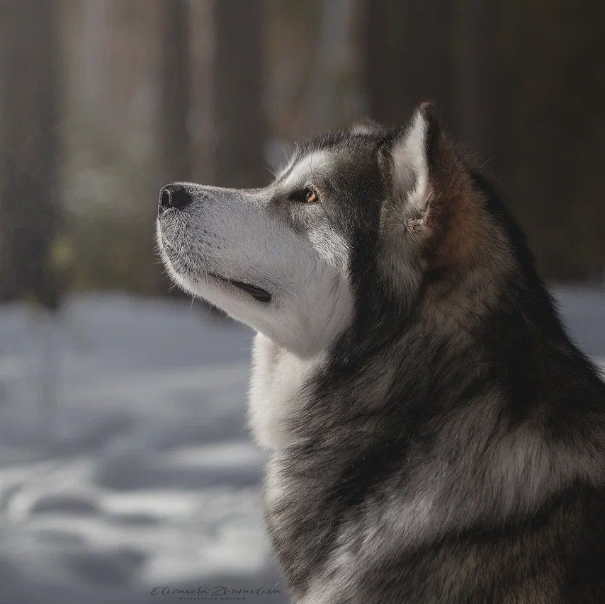 Foto Alaskan Malamute