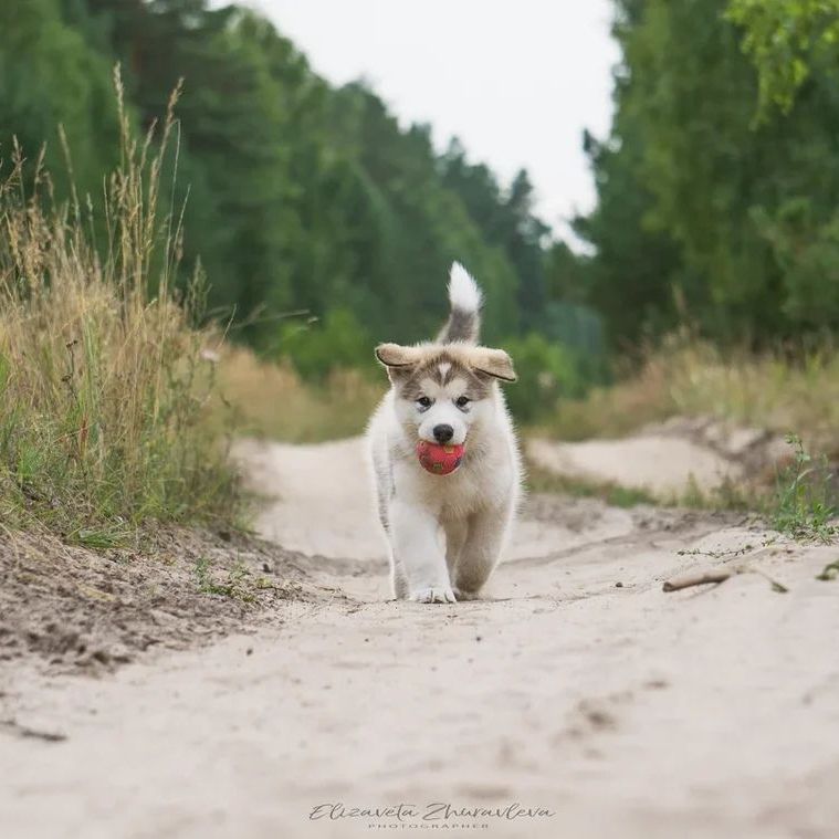 cachorro malamute de alaska