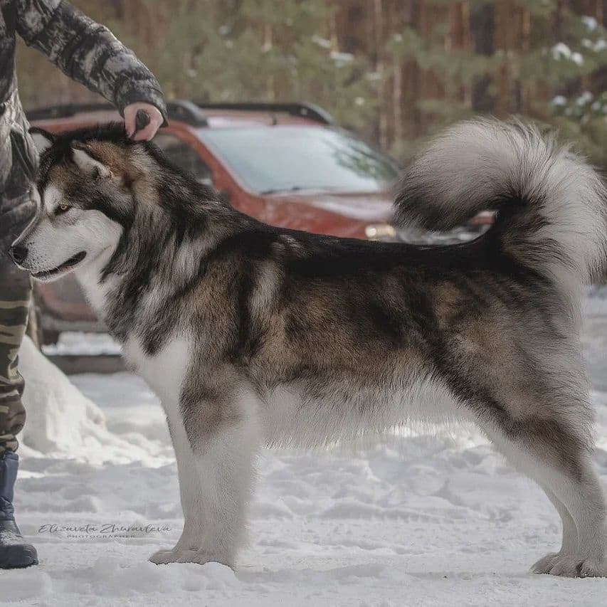 Criadero de perros Malamute de Alaska