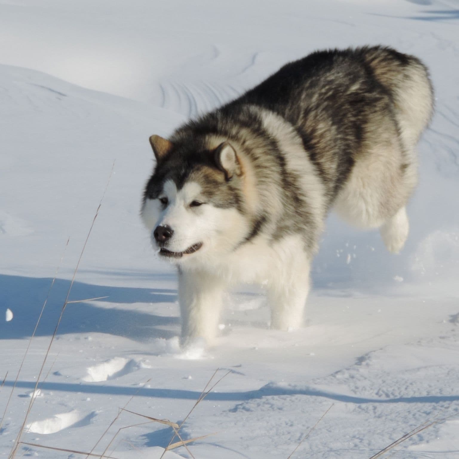 Malamute de Alaska
