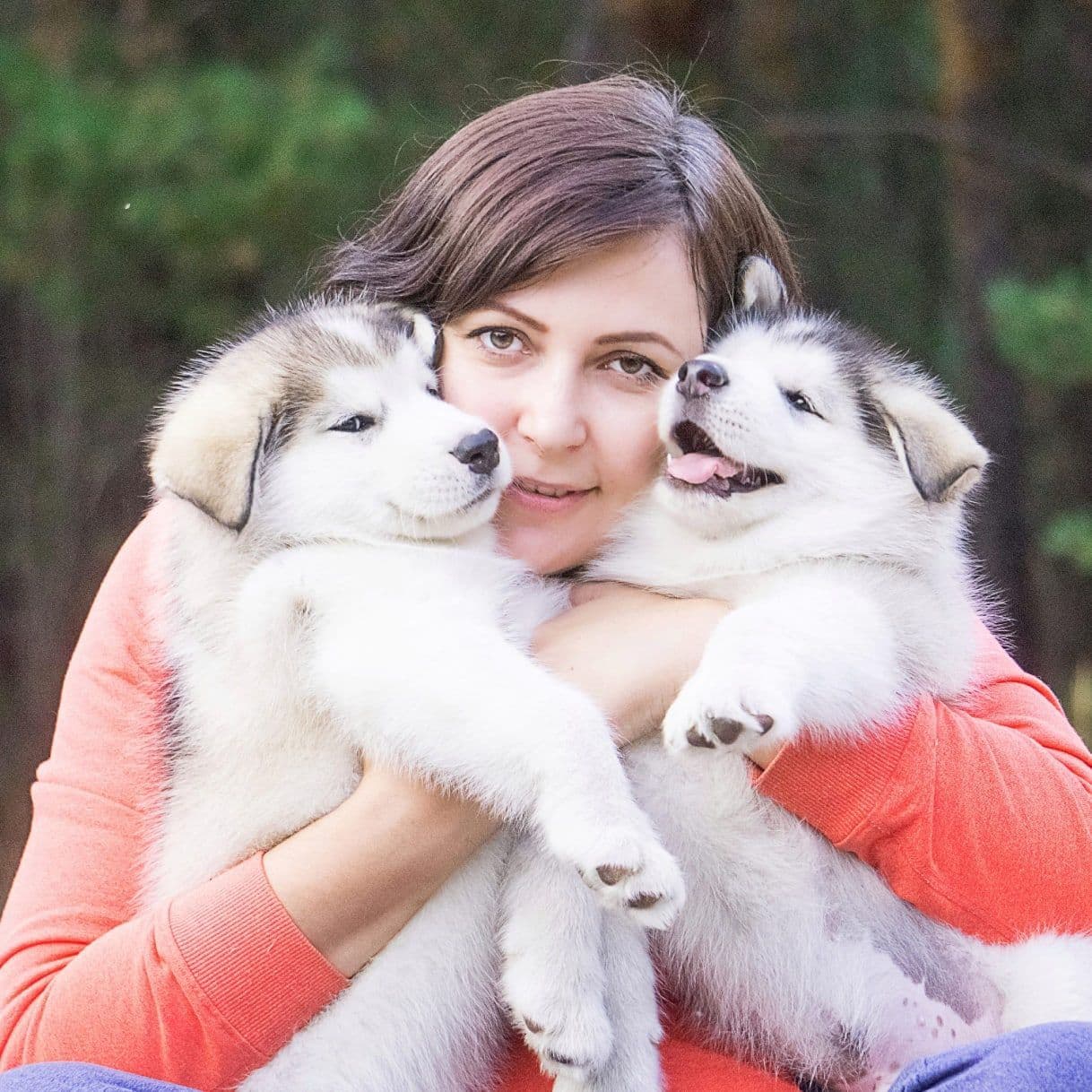 Criadero de perros Malamute de Alaska