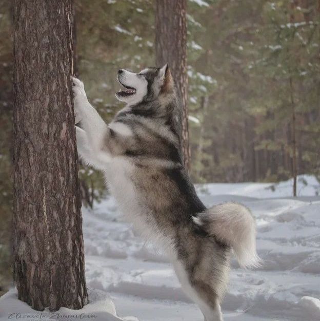 Alaskan Malamute puppies for sale