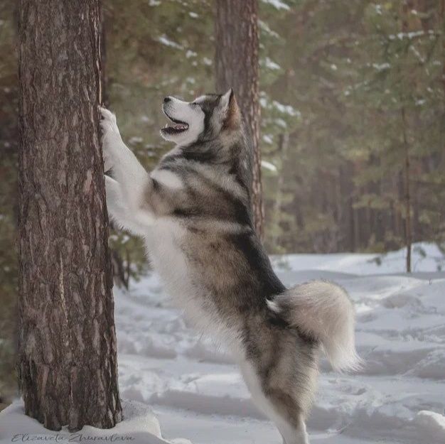 Alaskan Malamute Hunderasse Zwinger