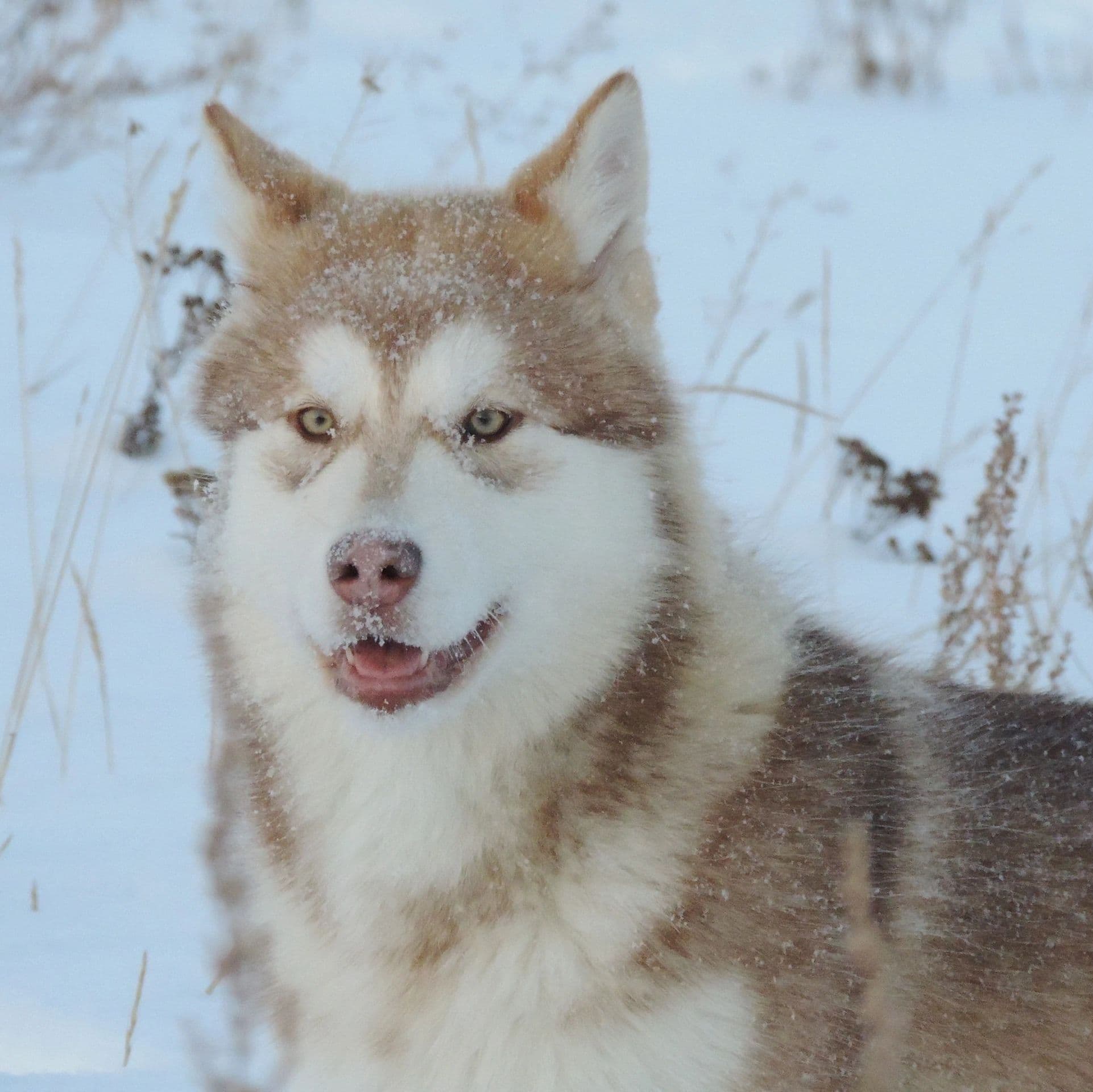 Cachorro Alaskan Malamute rojo y blanco