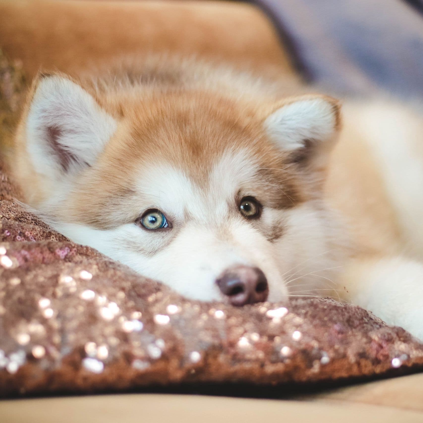 Fotowelpe Alaskan Malamute