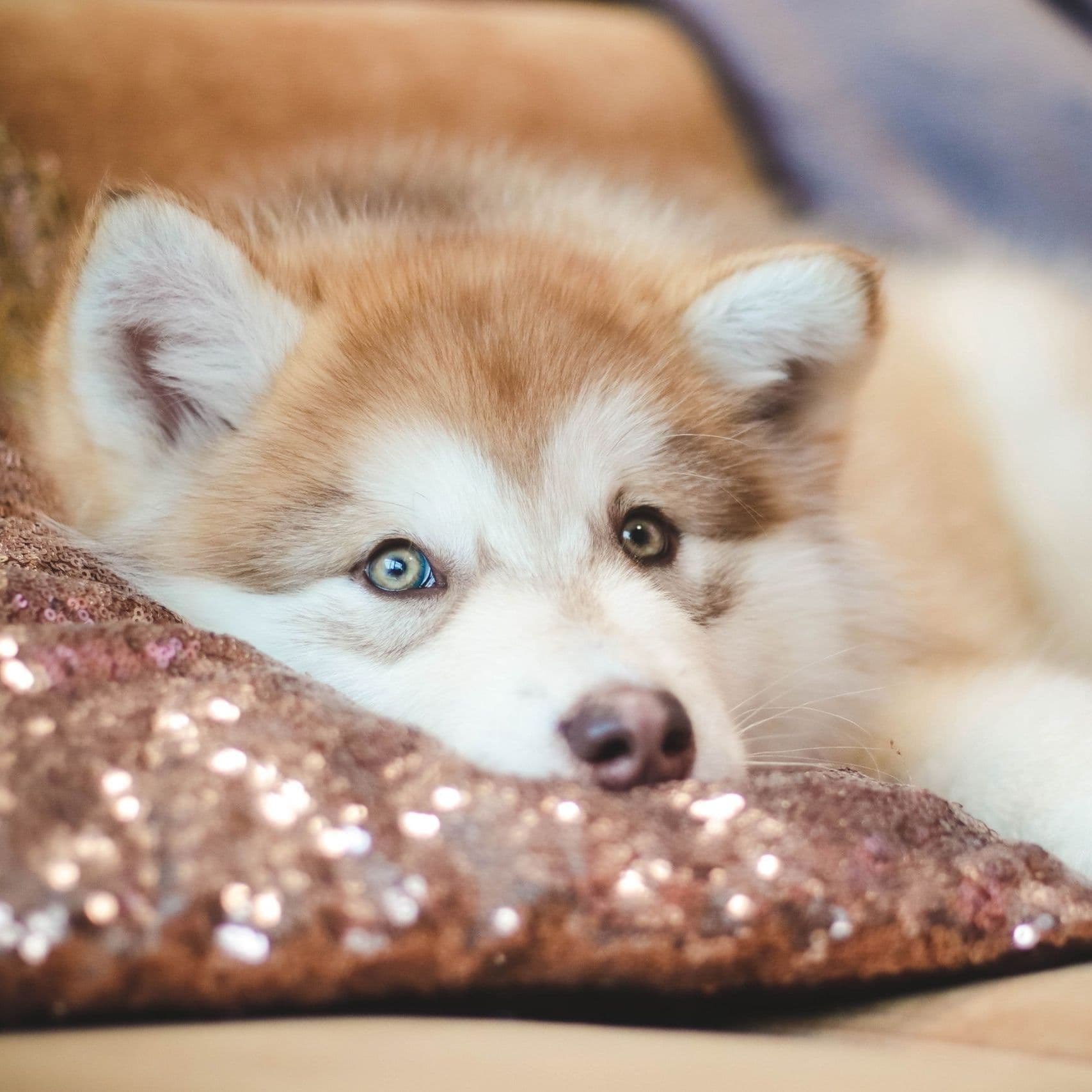 Alaskan Malamute puppies for sale