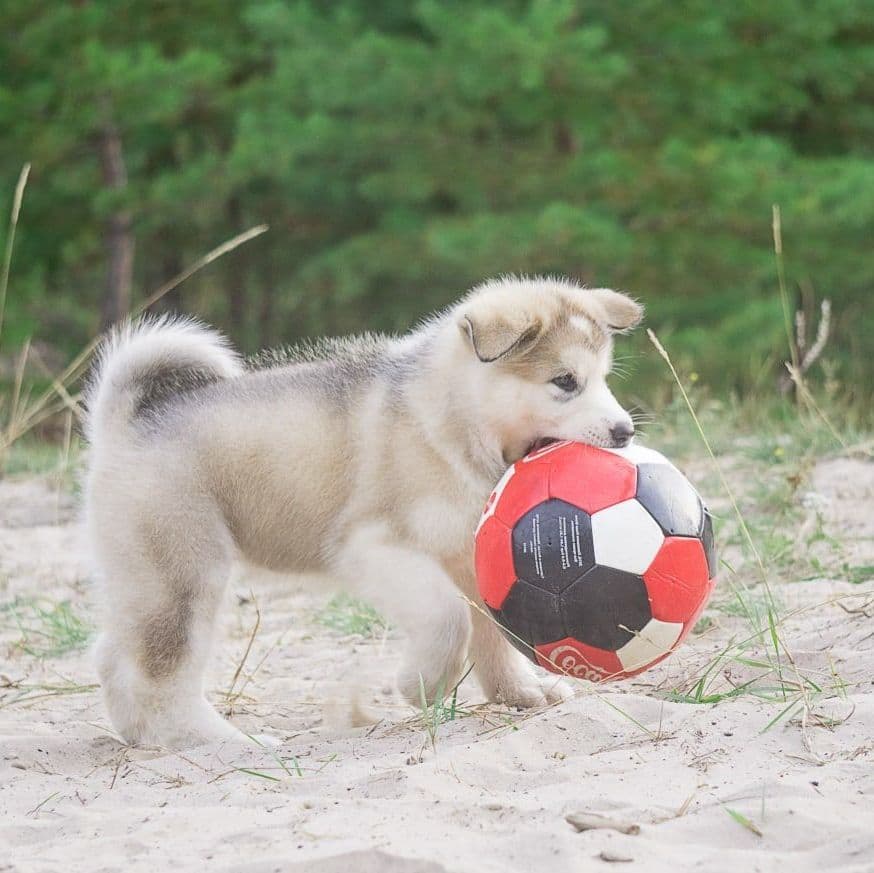 Alaskan Malamute puppies for sale