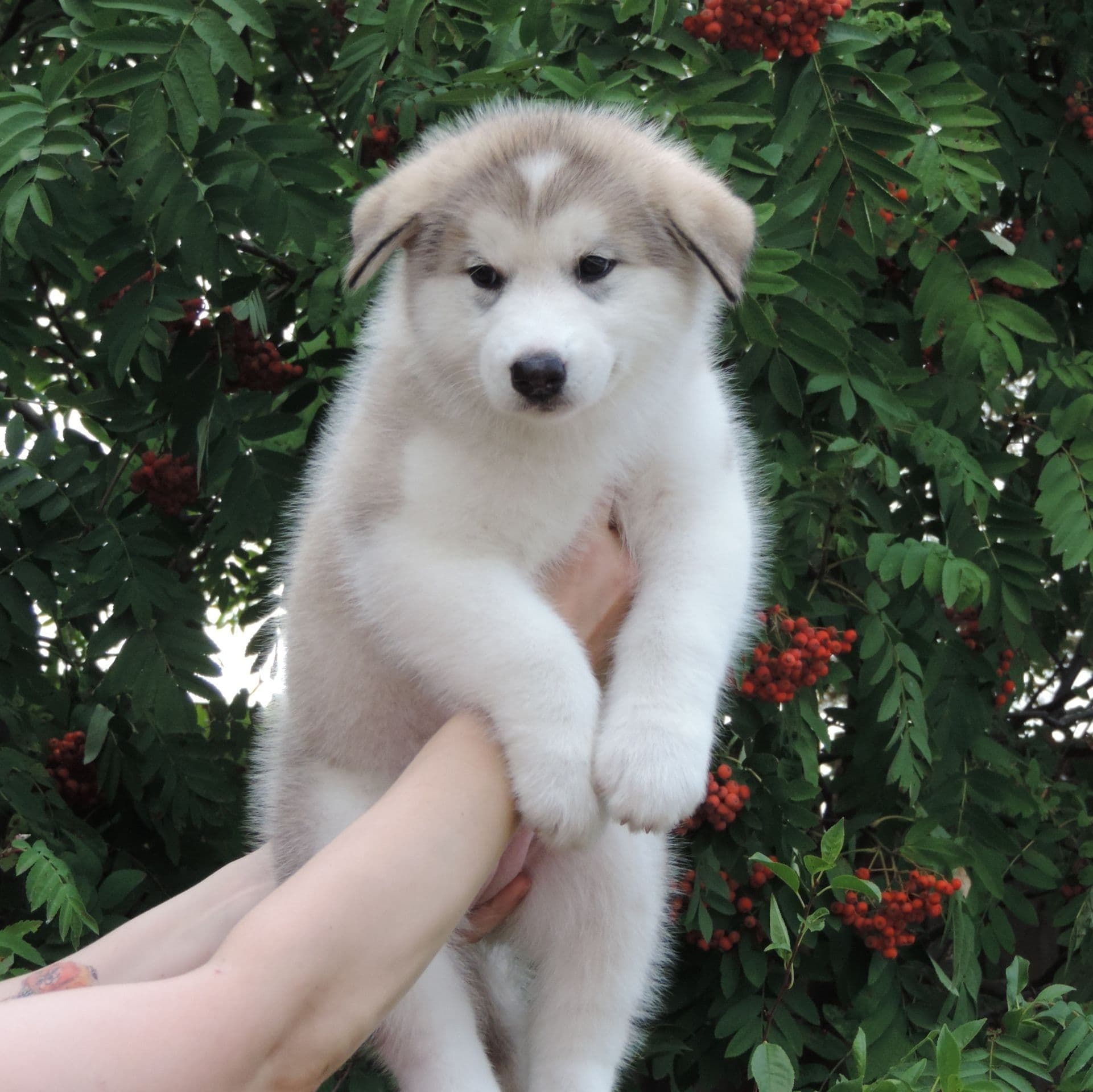 cachorro malamute de alaska