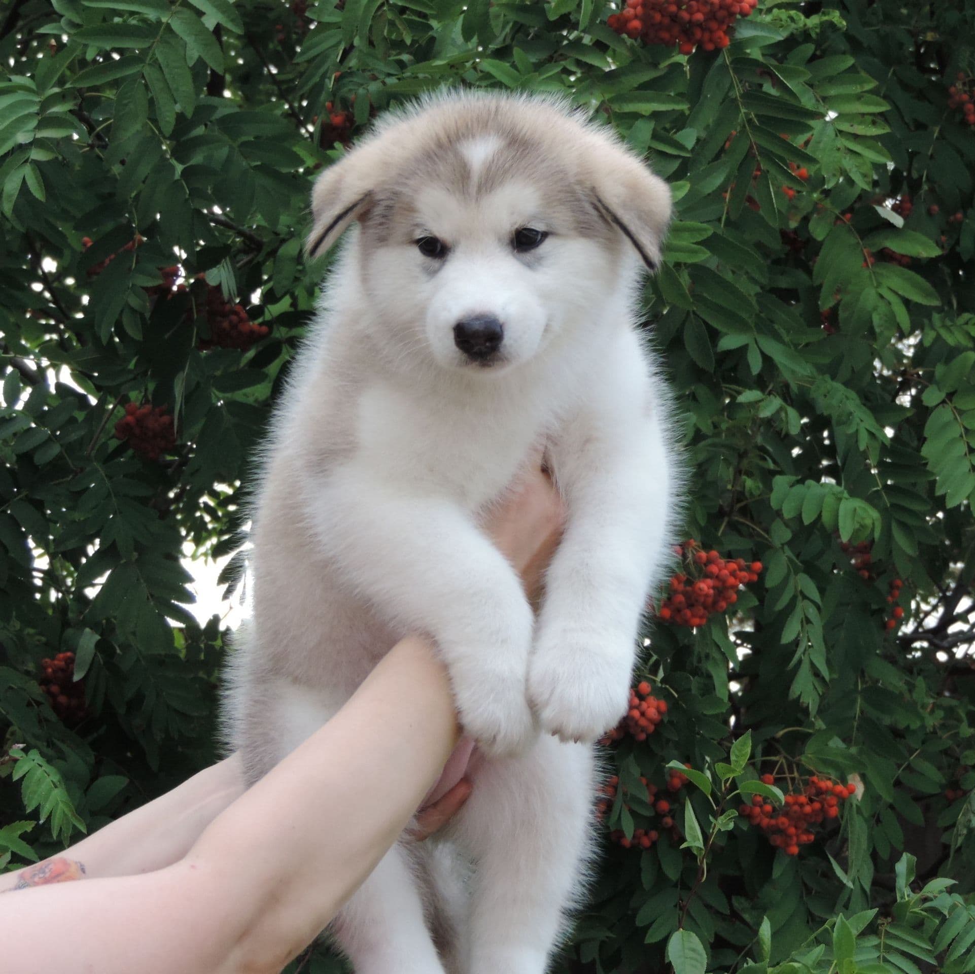 Photo chiots Malamute d'Alaska