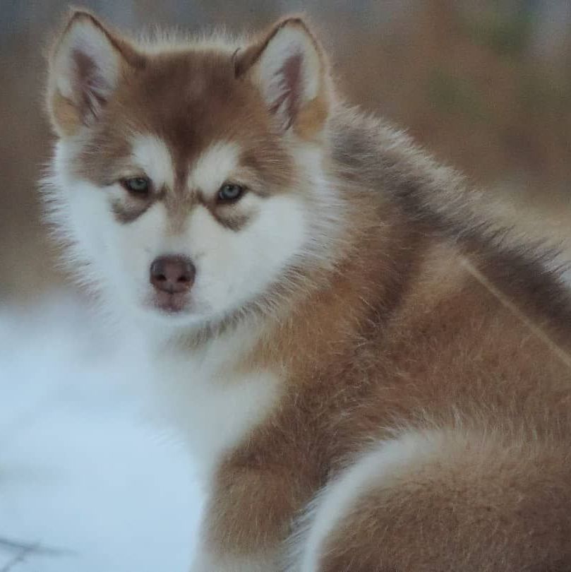 Alaskan Malamute puppies for sale