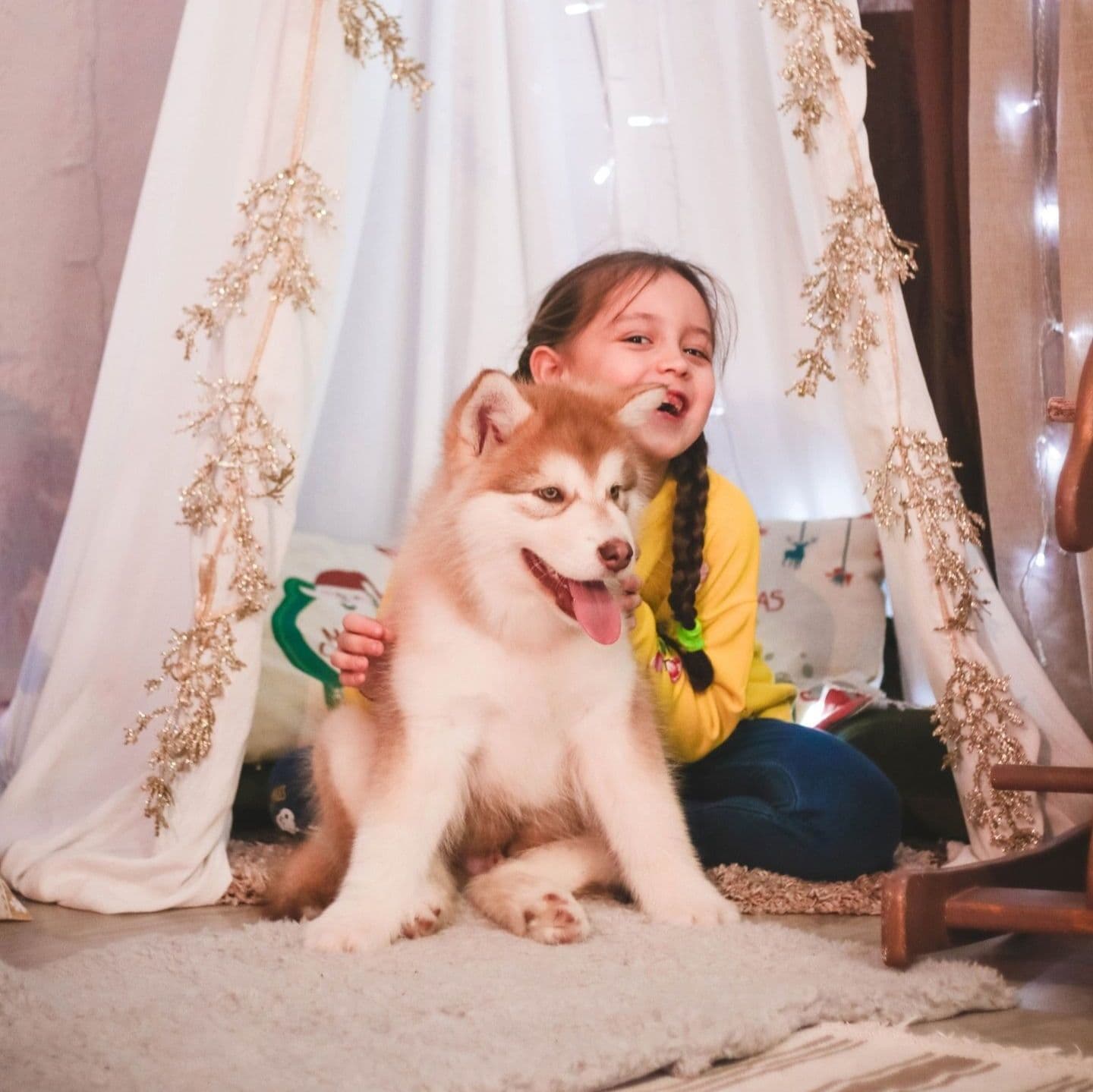 Fotowelpe Alaskan Malamute
