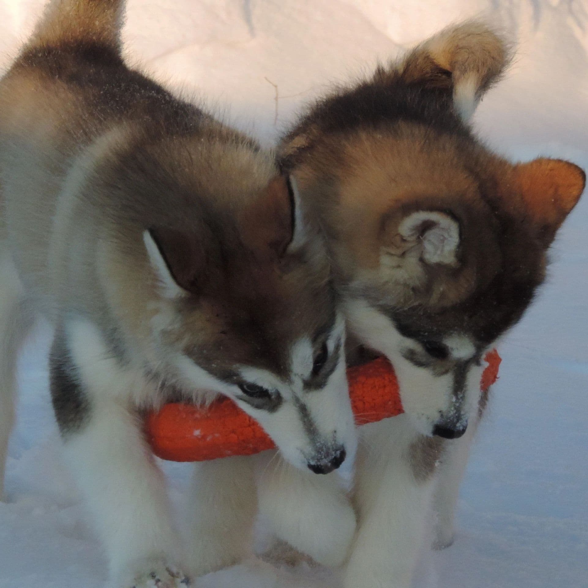 cachorro malamute de alaska