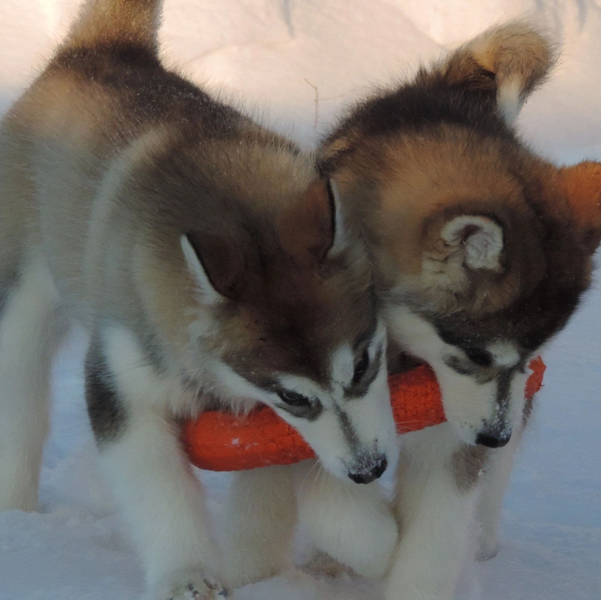 Alaskan Malamute puppies for sale