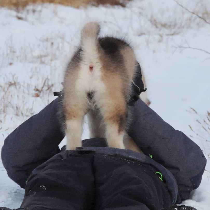 Fotowelpe Alaskan Malamute