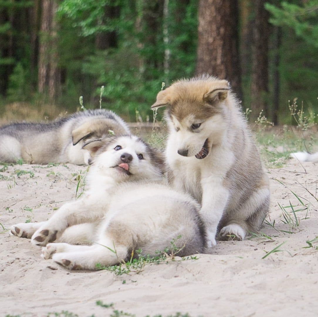 Alaskan Malamute puppies for sale
