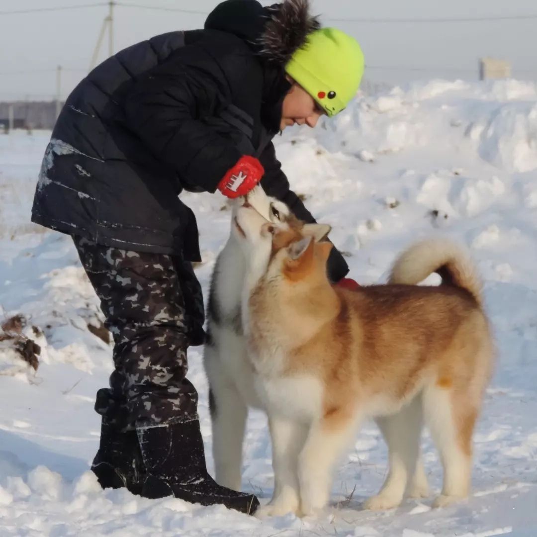 Cachorro Alaskan Malamute rojo y blanco
