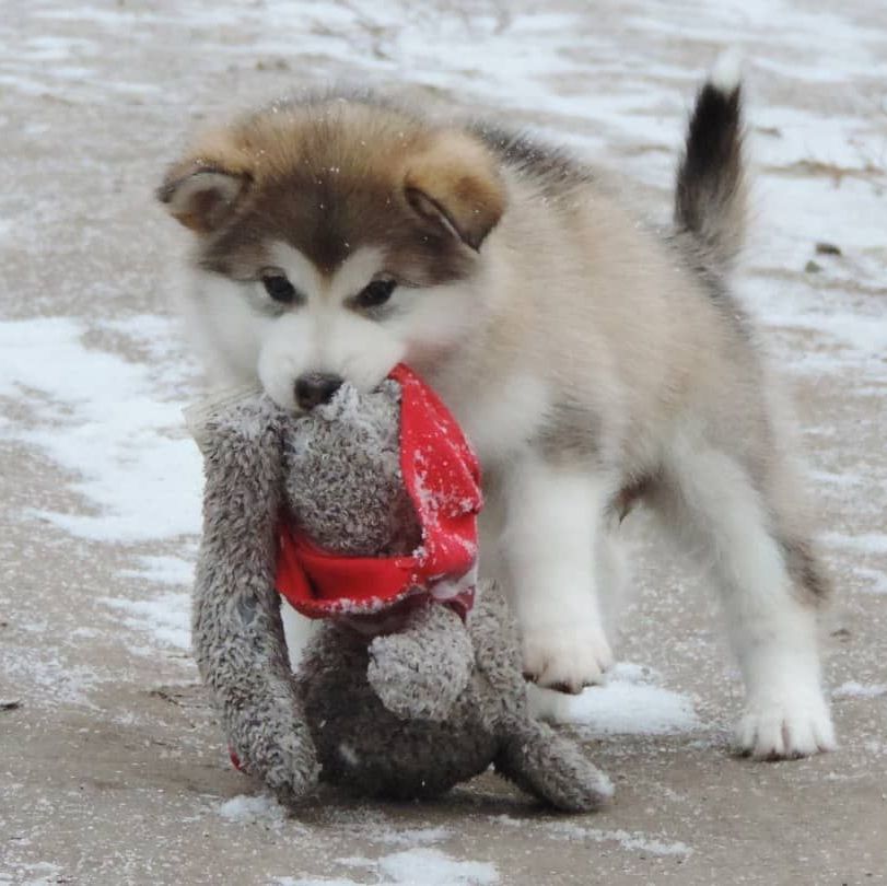 cachorro malamute de alaska
