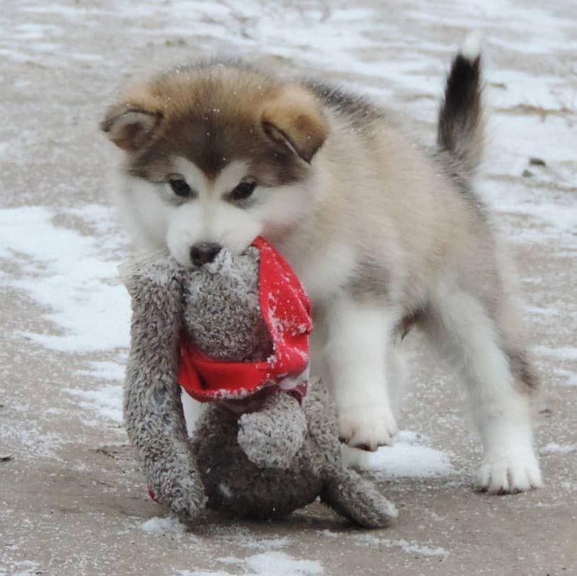 Photo chiots Malamute d'Alaska