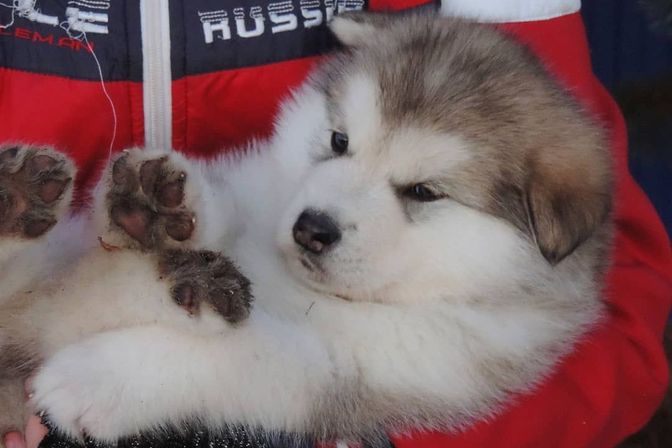 Alaskan Malamute for sale
