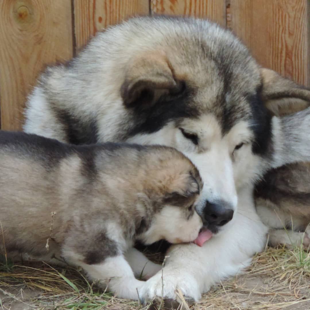 Criadero de perros Malamute de Alaska