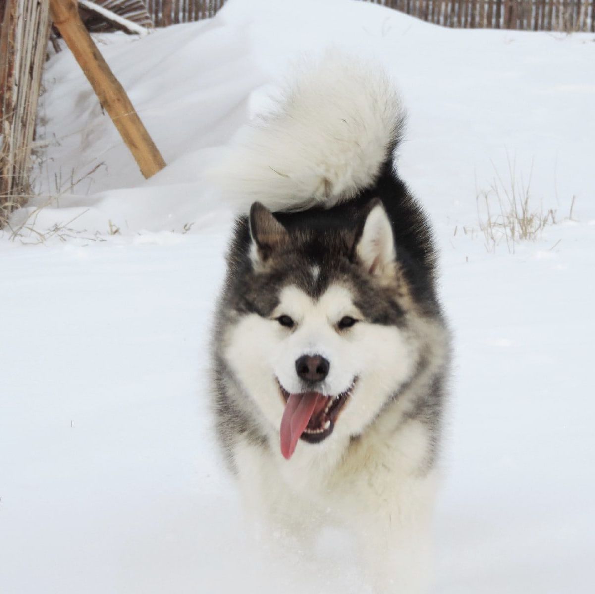 Malamute de Alaska