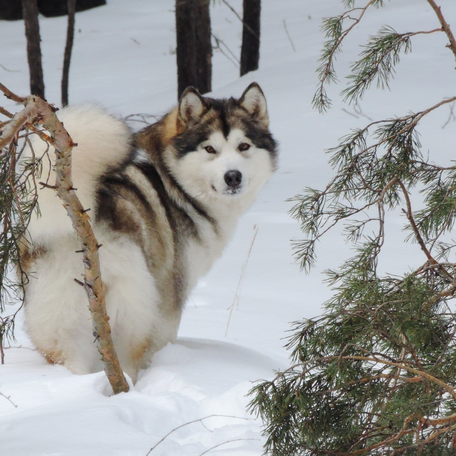 Criadero de perros Malamute de Alaska