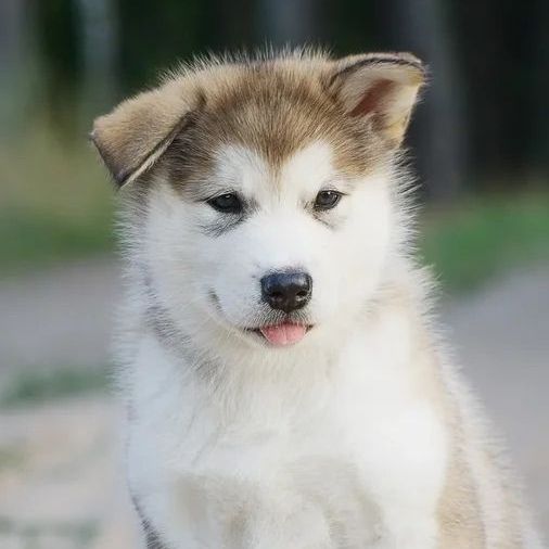 Alaskan Malamute puppies for sale