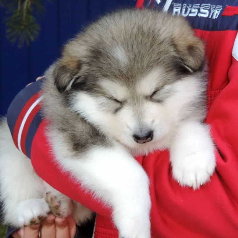 cachorro malamute de alaska