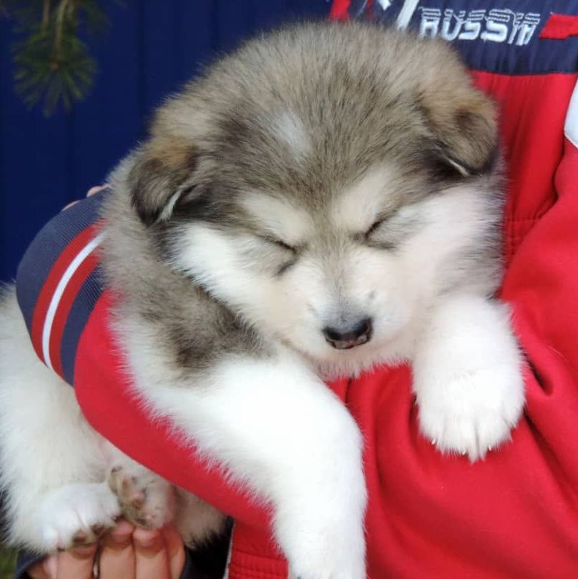 Alaskan Malamute Hunderasse Zwinger
