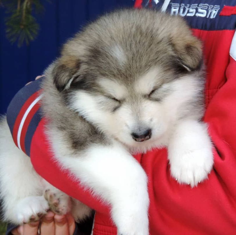 Alaskan Malamute puppies for sale