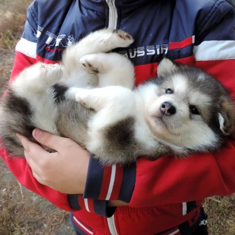 Alaskan Malamute puppies for sale