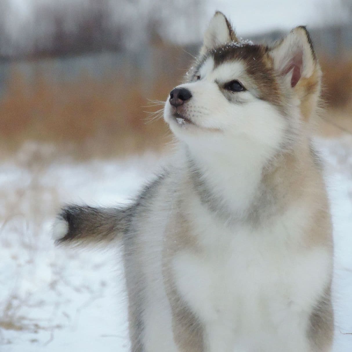 Alaskan Malamute puppies for sale