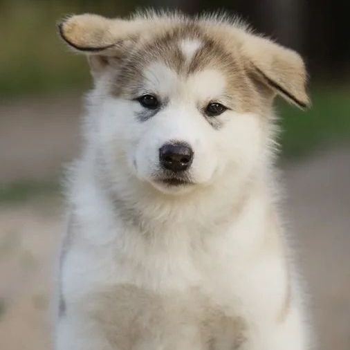 cachorro malamute de alaska