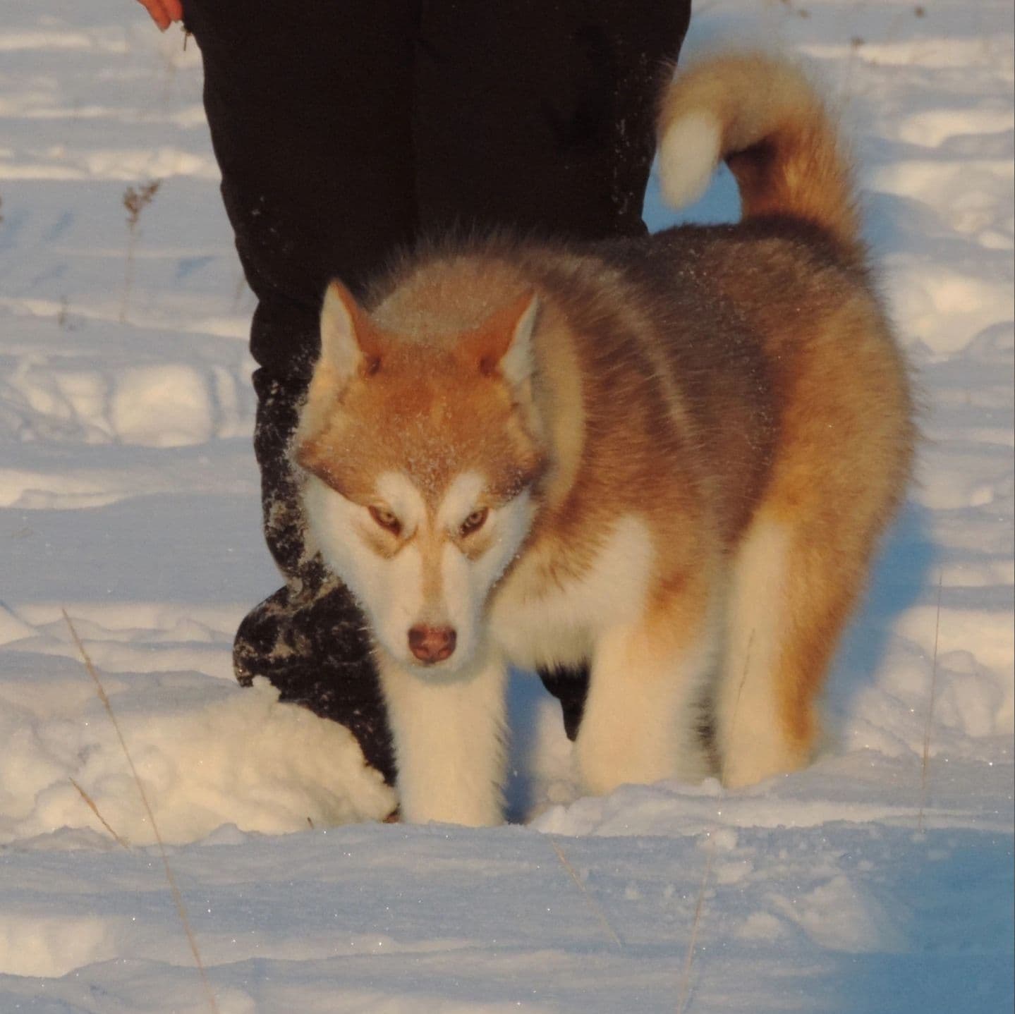 Cachorro Alaskan Malamute rojo y blanco
