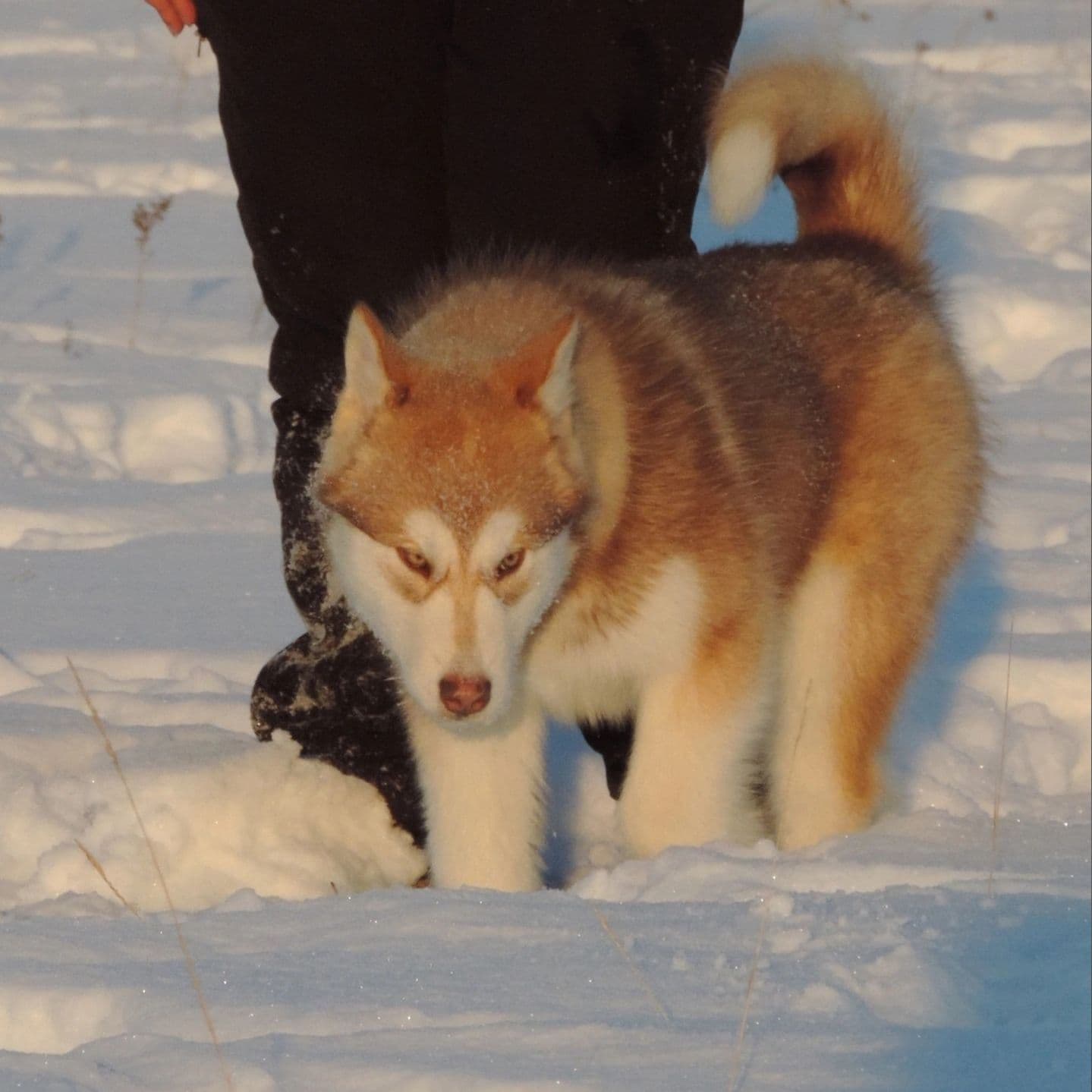 Fotowelpe Alaskan Malamute
