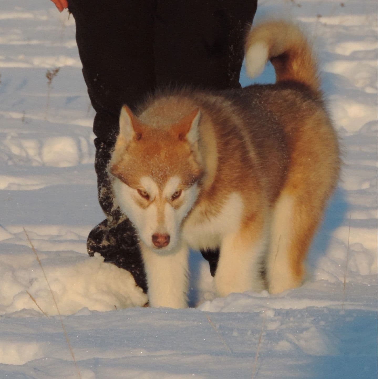 Alaskan Malamute puppies for sale
