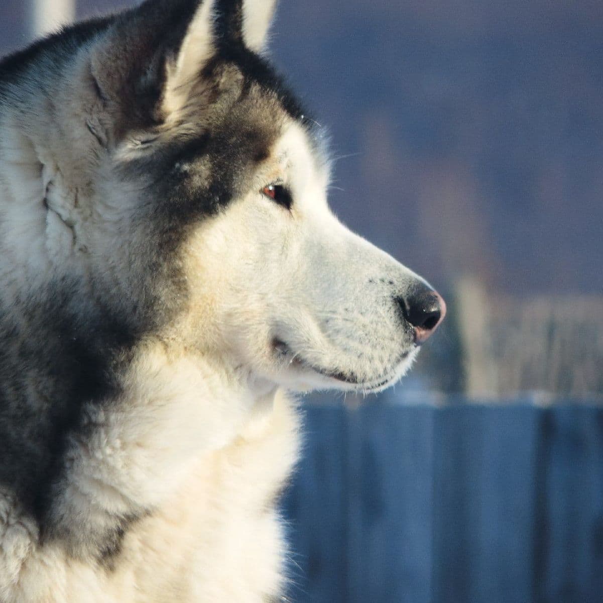 Malamute de Alaska