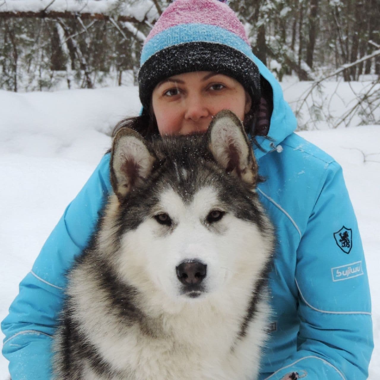 cachorro malamute de alaska