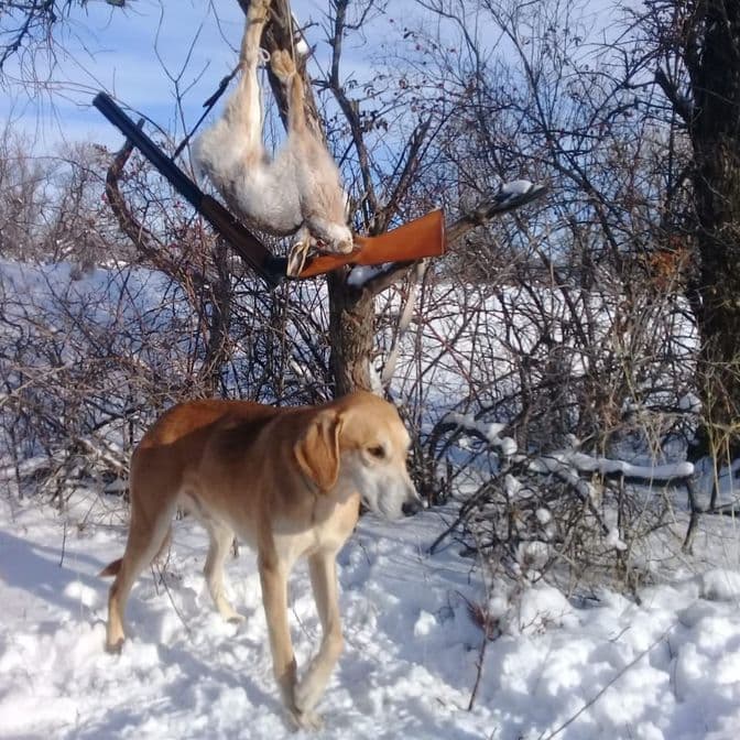 Охота на зайца, кролика в Волгограде и Саратове. РостурЭксперт. Ростур Эксперт. rostur.expert