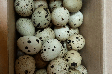 Яйца перепелиные