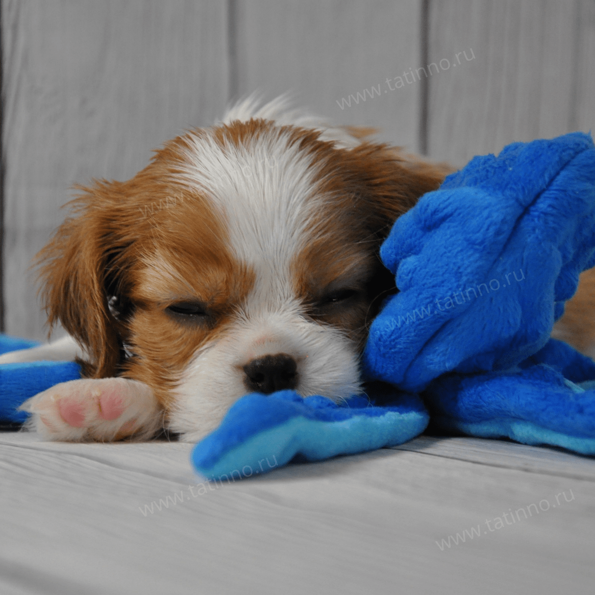 cavalier king charles spaniel buy