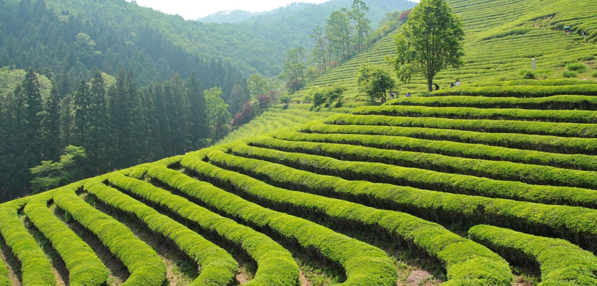 Кипарисовое озеро прекрасно в любое время года. Летом в пик приморской жары здесь приятно укрыться в тени деревьев. По берегам вокруг озера растут ска
