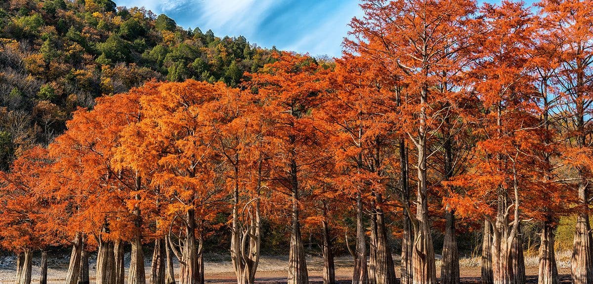 Кипарисовое озеро прекрасно в любое время года. Летом в пик приморской жары здесь приятно укрыться в тени деревьев. По берегам вокруг озера растут ска