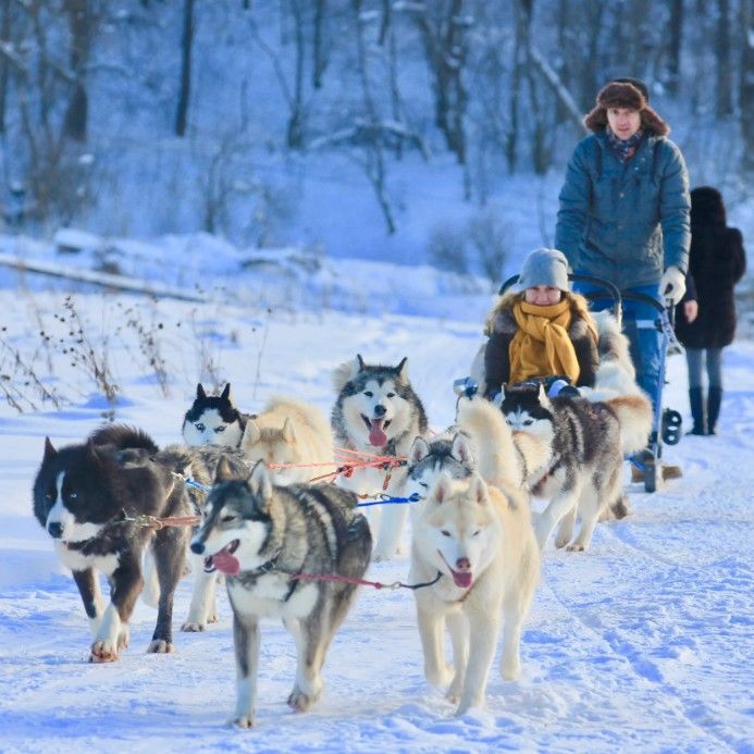 Купить Husky Sleigh Ride